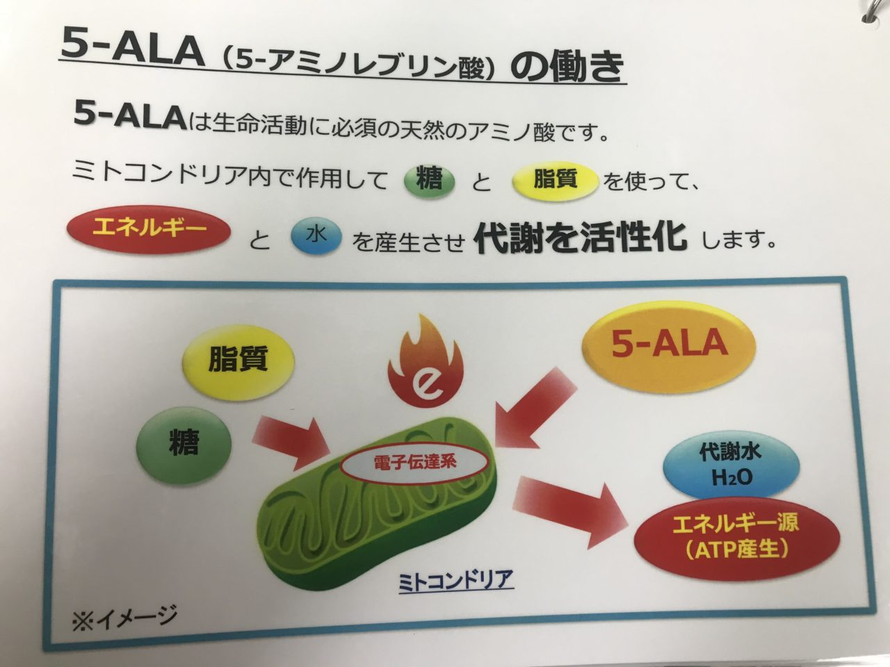 ５－ALAの働き